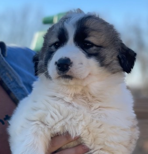 Guardian dogs for sale, Kentucky